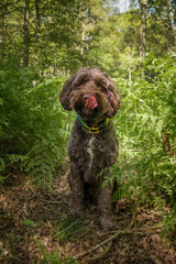 Brown Sprockapoo dog - Springer Cocker Poodle cross - with his tongue out licking his nose and looking at the camera