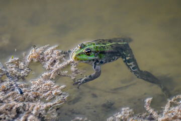 Selected focus photo. Pool frog, Pelophylax lessonae in pond.