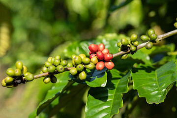 Coffee beans grow on tree