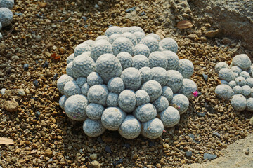 sea urchin shells, Cactus, fruit, natural plants, tropical regions, desert, exotic eyes, thorns,...