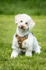 Cream white Bichonpoo dog - Bichon Frise Poodle cross - with a head tilt looking directly to the camera