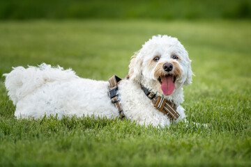 Cream white Bichonpoo dog - Bichon Frise Poodle cross - laying down looking directly to the camera