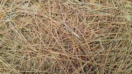 background of dry pine leaves falling on the ground, suitable for a design background