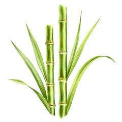 Watercolor bamboo stems and leaves. Composition with greenery. Realistic botanical illustration with fresh bamboo plant. Hand drawn poster