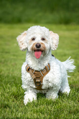 Cream white Bichonpoo dog - Bichon Frise Poodle cross - standing in a field looking directly to the camera