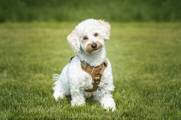 Cream white Bichonpoo dog - Bichon Frise Poodle cross - with a head tilt looking directly to the camera