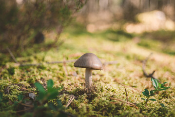 Small mushroom in moss close-up.