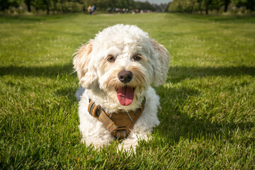 Cream white Bichonpoo dog - Bichon Frise Poodle cross - laying down close up in a field in the summer with trees