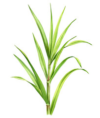 Watercolor green grass. Composition with big stems and leaves. Realistic botanical illustration with detailed plant. Hand drawn poster