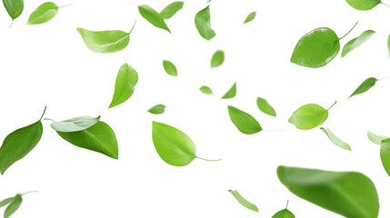 Obraz premium Flying in the air green leaves isolated on transparent background. Food levitation concept.