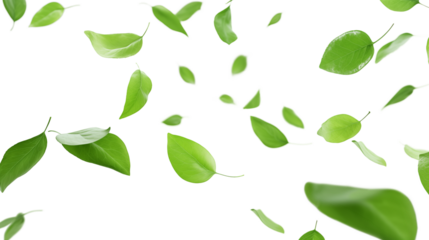 Flying in the air green leaves isolated on transparent background. Food levitation concept.