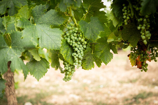 hoja, hojas, vid, vides, verde, uva, vino, tierra
