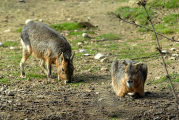 grand cabiaï, capybara , Hydrochoerus hydrochaeris, Amérique du Sud