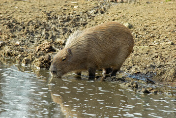 grand cabiaï, capybara , Hydrochoerus hydrochaeris, Amérique du Sud