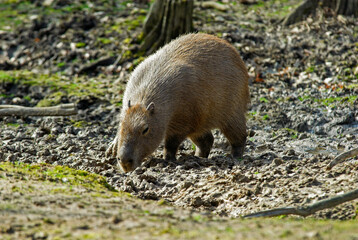 grand cabiaï, capybara , Hydrochoerus hydrochaeris, Amérique du Sud