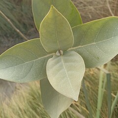 Calotropis Procera evergreen shrub, close up of green leaves plant of Apple of Sodom, Sodom apple, king's crown plant