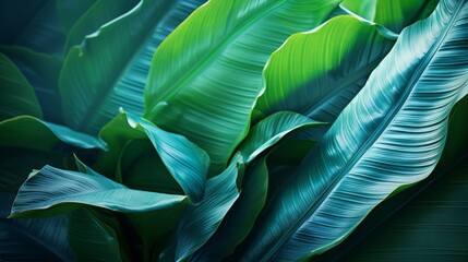 Background: lush green banana leaves in a tropical jungle. lush tropical forest, against the abstract pattern of light and shadow, natural background, seamless banner offers copy space