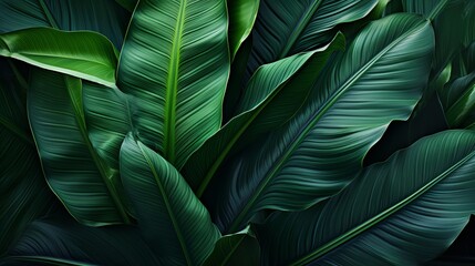 Background: lush green banana leaves in a tropical jungle. lush tropical forest, against the abstract pattern of light and shadow, natural background, seamless banner offers copy space