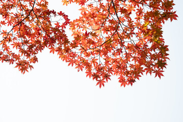 red and yellow autumn tree