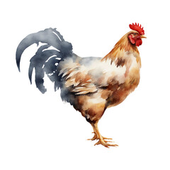 watercolour chicken