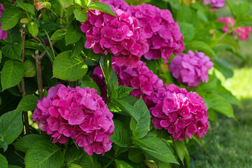 Fototapeta premium Pink hydrangea flowers, Hydrangea macrophylla in the garden. Blurred background.