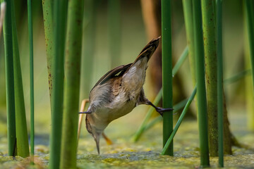 Wren like rushbird, in marsh environment, Patagonia, Argentina