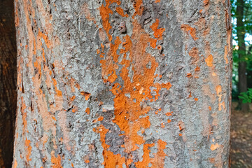 Tree bark with lichen as natural background