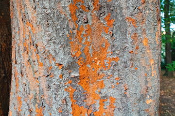 Tree bark with lichen as natural background