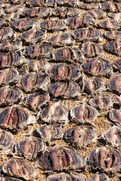 fish sun drying on coconut mats at the Negombo fish market. The smell is indescribable