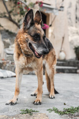 Trained German Shepherd in the garden of the villa - a reliable guard