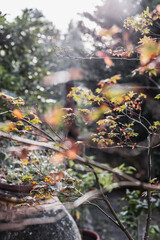 Warm morning sunlight through tree branches and leaves - early morning on a farm
