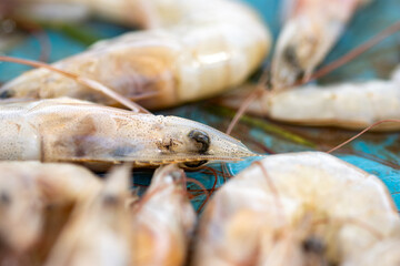 Shrimps, freshly cathed, on sale on the Negombo Fish market