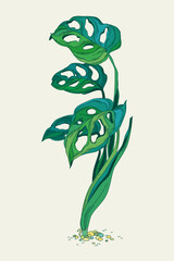 Monstera adansonii. House plant on a light background.