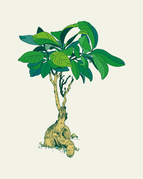 Ficus microcarpa. House plant on a light background.