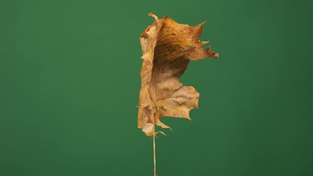 A fall leaf rotates on a solid backdrop, suitable for green screen editing and versatile scene integration.