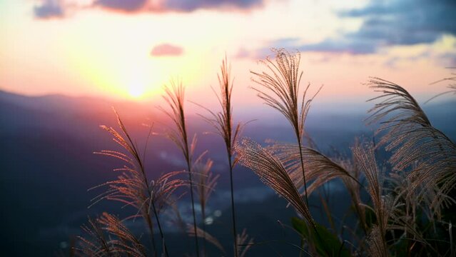 The background is sunset, with miscanthus flowers shot against the light. Hiking and climbing in winter to enjoy Taiwan&rsquo;s natural scenery and fresh air.