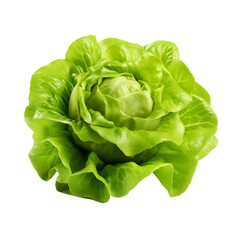 Green lettuce clip art
