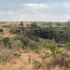 Single male lion in Kenya