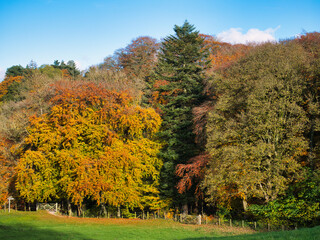 Fototapeta premium Colourful autumn foliage on trees on a sunny day with a blue sky in North Wales, UK.