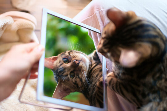 鏡を眺めるベンガルの子猫