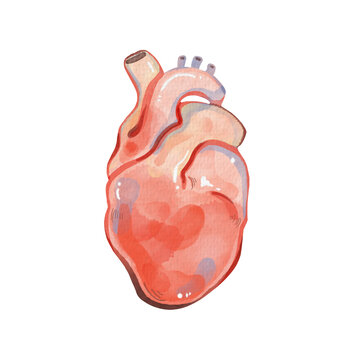 watercolor painting of a human heart organ, clip art, and medical illustration