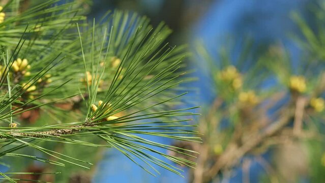 Female And Male Pine Flowers. Pine Flowering To Large Amount Of Pollen. Flowering Young Pine Cones. Pan.