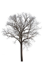 silhouette of dead tree isolated on white background with clipping path.