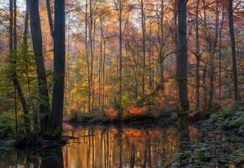 Gossamer Groves: Maryland's Enchanted Forest Morning Hues