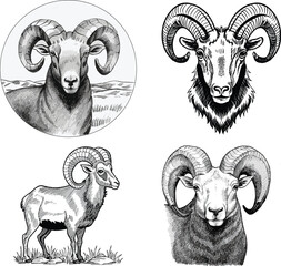 black and white sheep set illustration
