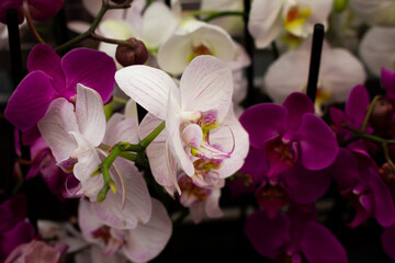 Close up view of orchid flower (Orchidaceae) background. Beautiful flower wallpaper in pink and white colors. - 684600481