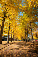 茨城県水戸市　紅葉最盛期の茨城県立歴史館　銀杏並木