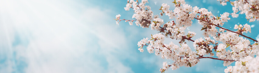 Beautiful spring background of blossoming trees and blue sky with clouds. Copy space. Web banner....