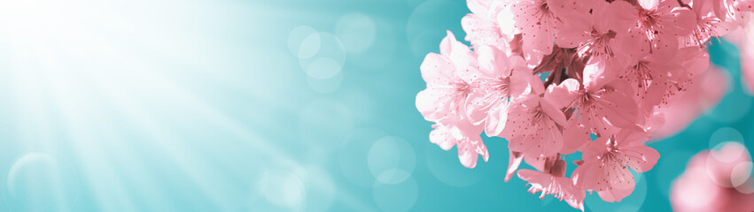 Beautiful springtime background. Beautiful pink flowers blossom tree and sky with bright sunlight. Web banner.