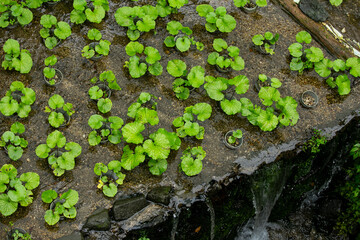 Wasabi farm cultivating fresh and organic Wasabi in fields and terraces in Idakaba, in the Izu Peninsula, Japan.